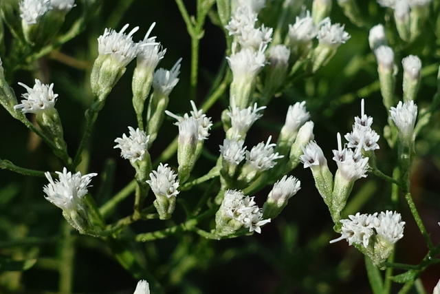 Eupatorium hyssopifolium