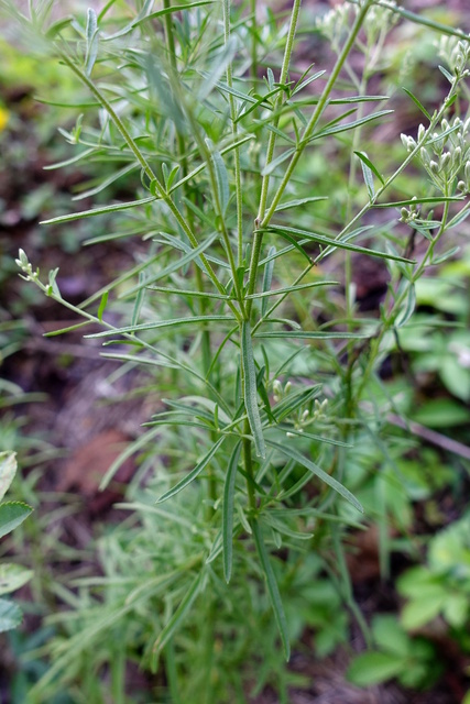 Eupatorium hyssopifolium - leaves