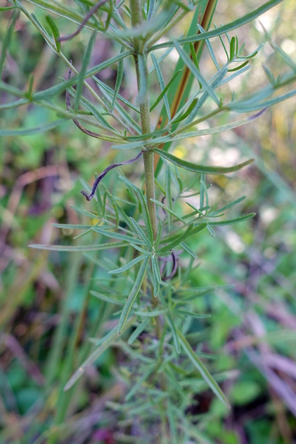 Eupatorium hyssopifolium - leaves