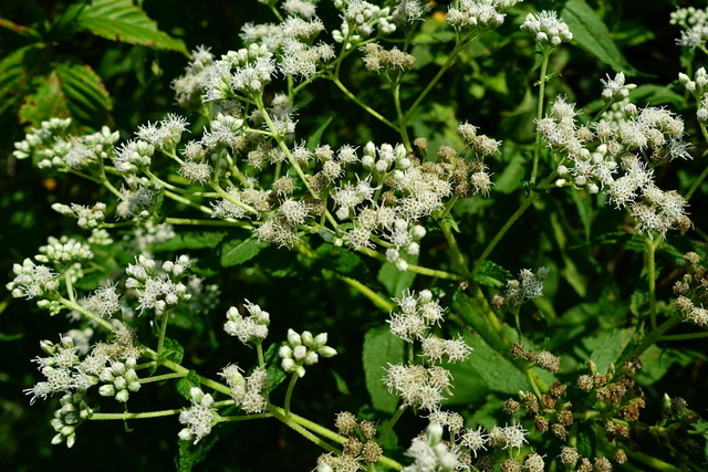 Eupatorium perfoliatum