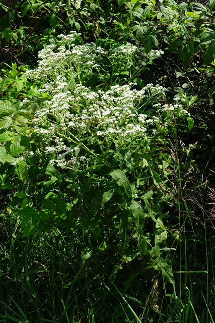 Eupatorium perfoliatum - plant