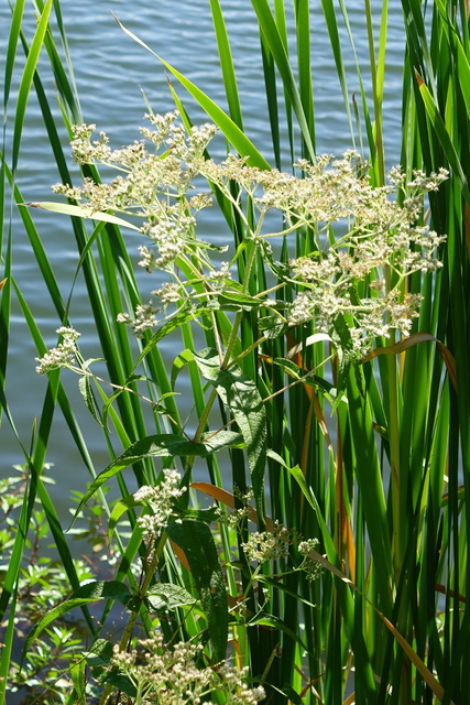 Eupatorium perfoliatum - plant