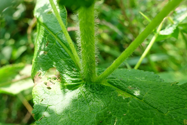 Eupatorium perfoliatum - stem