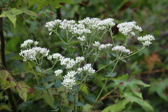 Eupatorium pubescens