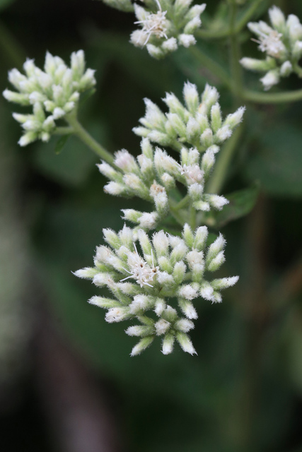 Eupatorium pubescens