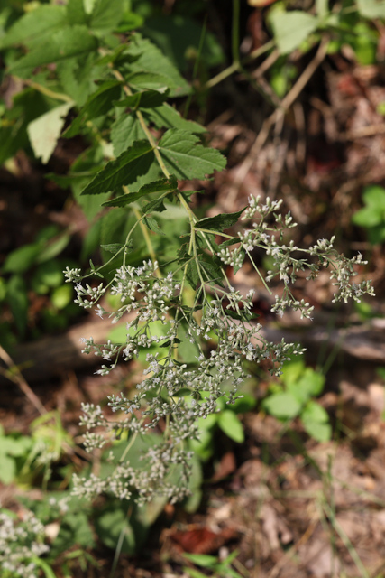 Eupatorium pubescens