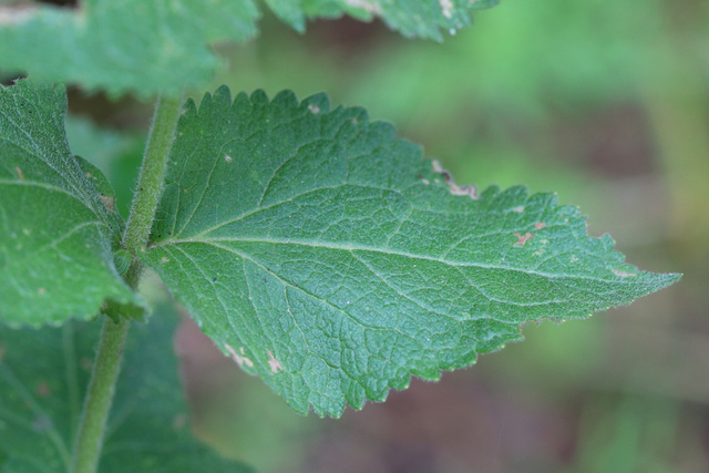Eupatorium pubescens - leaves