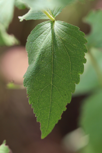 Eupatorium pubescens - leaves
