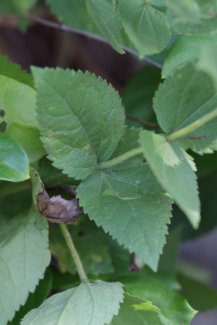 Eupatorium pubescens - leaves