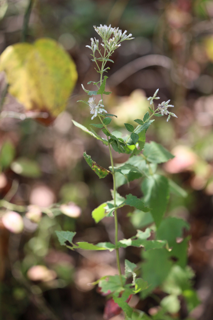 Eupatorium pubescens - plant
