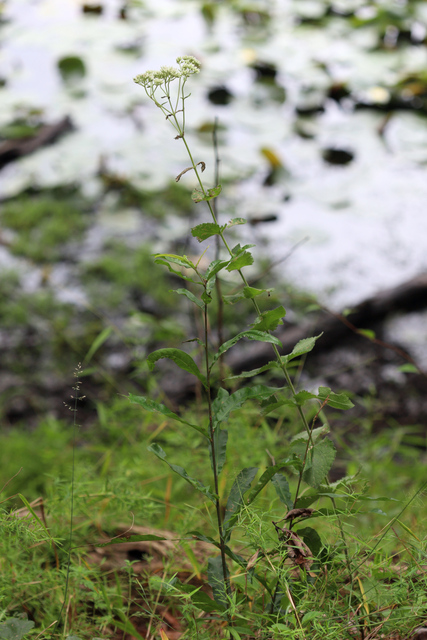 Eupatorium pubescens - plant