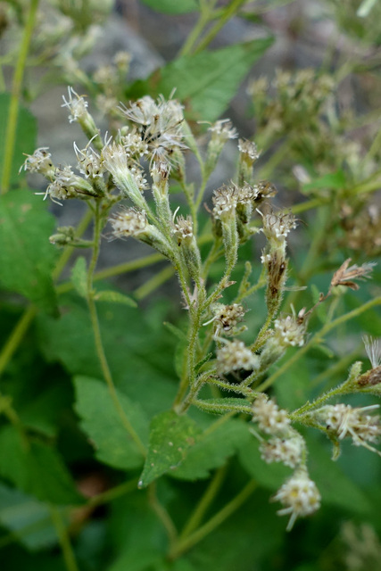 Eupatorium rotundifolium