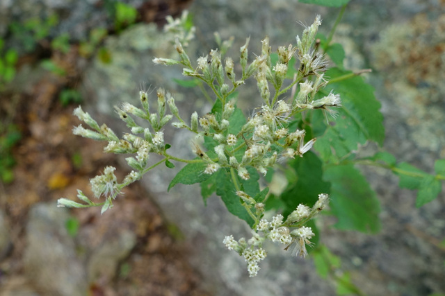 Eupatorium rotundifolium