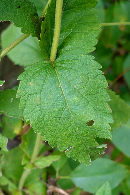 Eupatorium rotundifolium - leaves