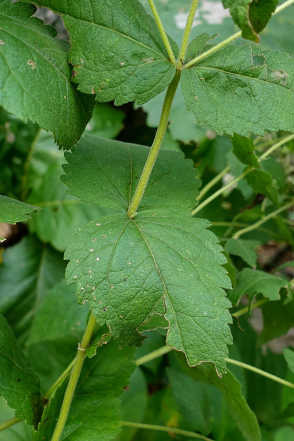 Eupatorium rotundifolium - leaves