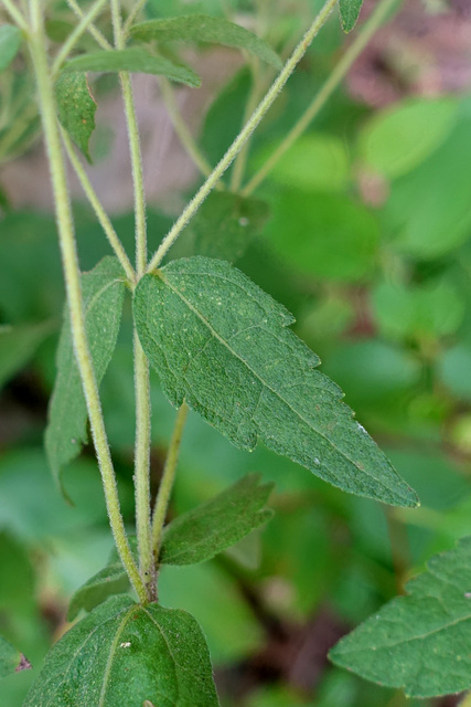 Eupatorium rotundifolium - leaves