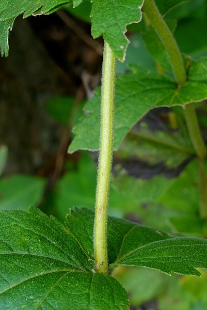 Eupatorium rotundifolium - stem