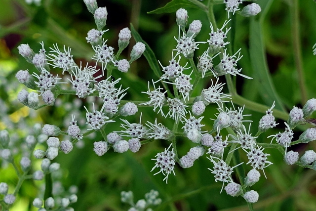 Eupatorium serotinum