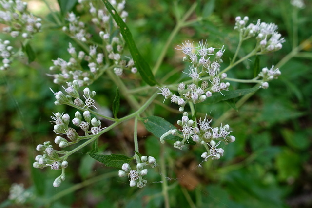 Eupatorium serotinum