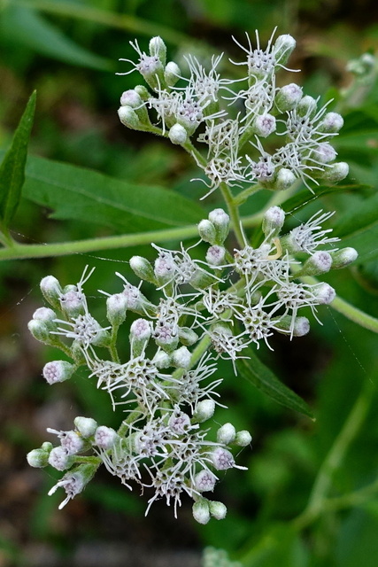 Eupatorium serotinum