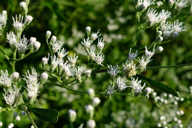 Eupatorium serotinum