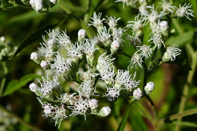 Eupatorium serotinum