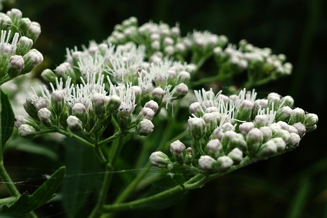 Eupatorium serotinum