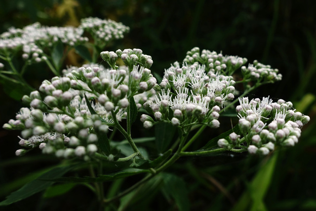 Eupatorium serotinum