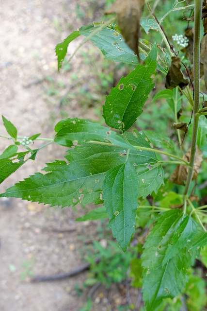 Eupatorium serotinum - leaves