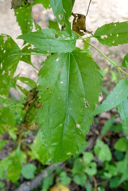 Eupatorium serotinum - leaves