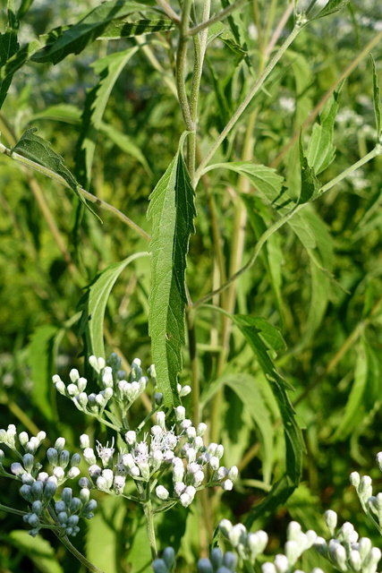 Eupatorium serotinum - leaves