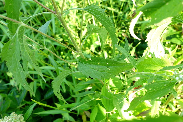 Eupatorium serotinum - leaves