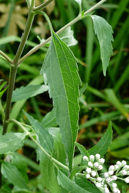 Eupatorium serotinum - leaves