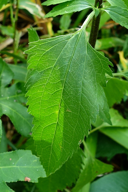 Eupatorium serotinum - leaves