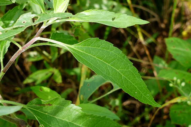 Eupatorium serotinum - leaves