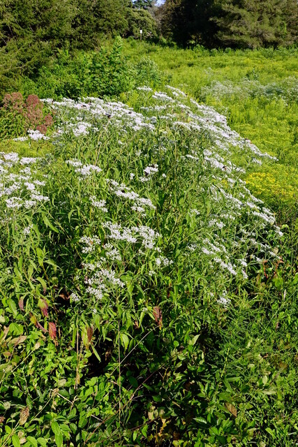 Eupatorium serotinum - plants