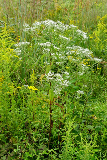 Eupatorium serotinum - plants