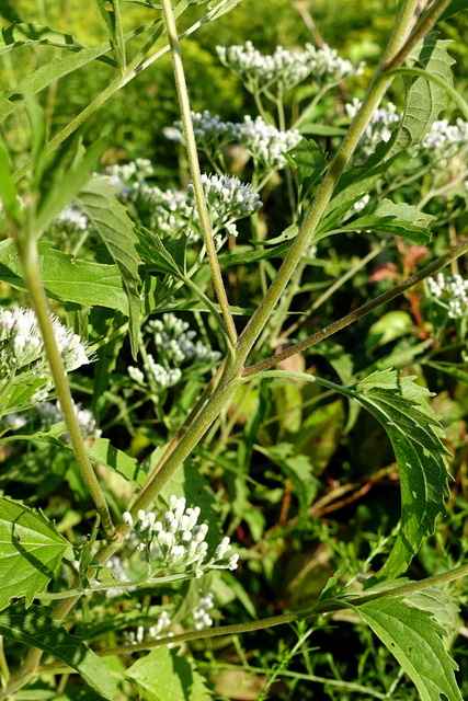 Eupatorium serotinum - stem