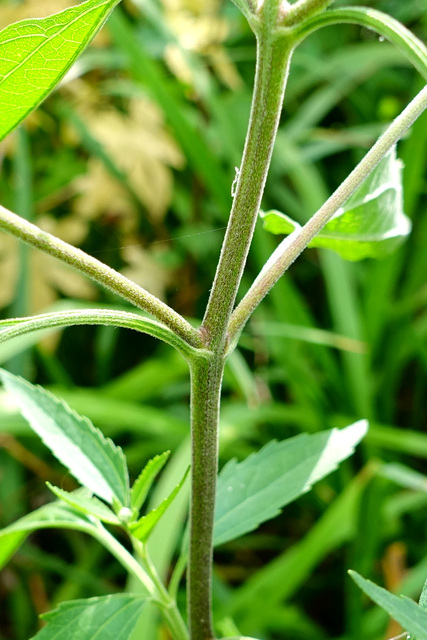 Eupatorium serotinum - stem