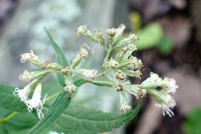 Eupatorium sessilifolium