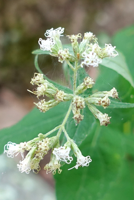 Eupatorium sessilifolium