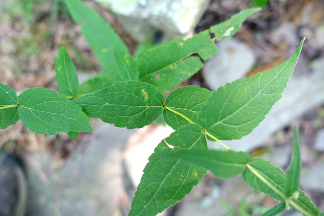 Eupatorium sessilifolium - leaves