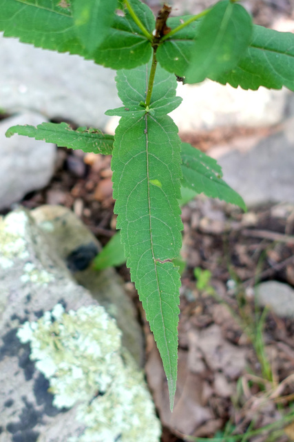 Eupatorium sessilifolium - leaves