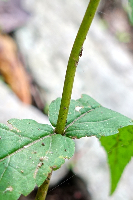 Eupatorium sessilifolium - stem