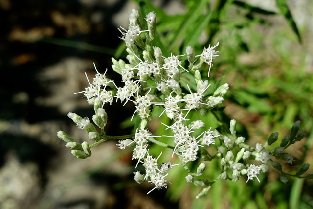 Eupatorium torreyanum