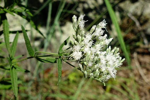 Eupatorium torreyanum