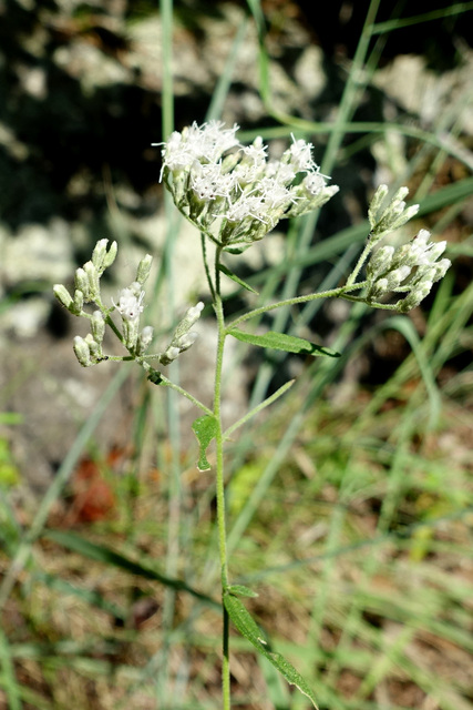 Eupatorium torreyanum