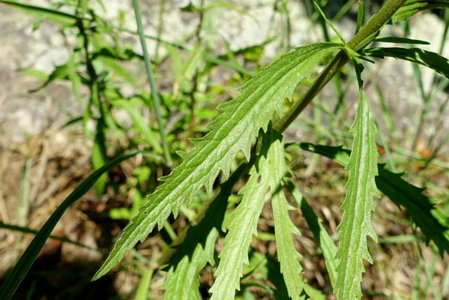 Eupatorium torreyanum - leaves