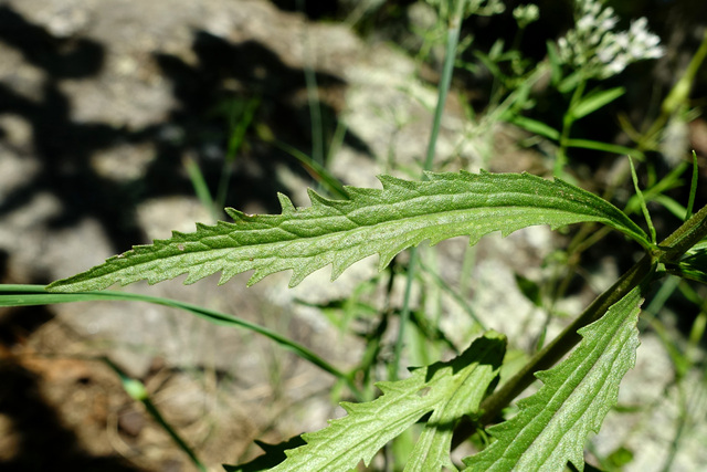 Eupatorium torreyanum - leaves