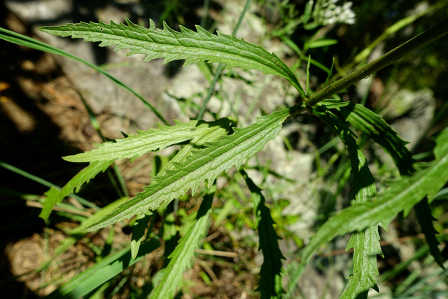 Eupatorium torreyanum - leaves